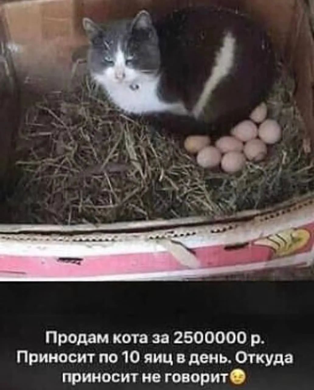 Продам кота за 2500000 р. Приносит по 10 яиц в день. Откуда приносит не говорит 🤫
