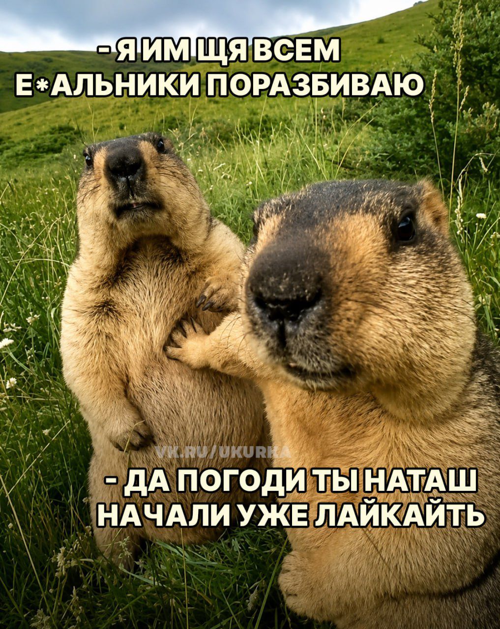 Я им ща всем е*альники поразбиваю. Да погоди ты Наташ начали уже лайкать.