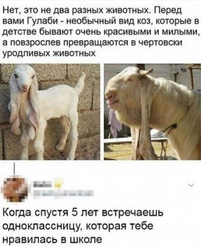Нет, это не два разных животных. Перед вами Гулаби - необычный вид коз, которые в детстве бывают очень красивыми и милыми, а повзрослев превращаются в чертовски уродливых животных. Когда спустя 5 лет встречаешь одноклассницу, которая тебе нравилась в школе