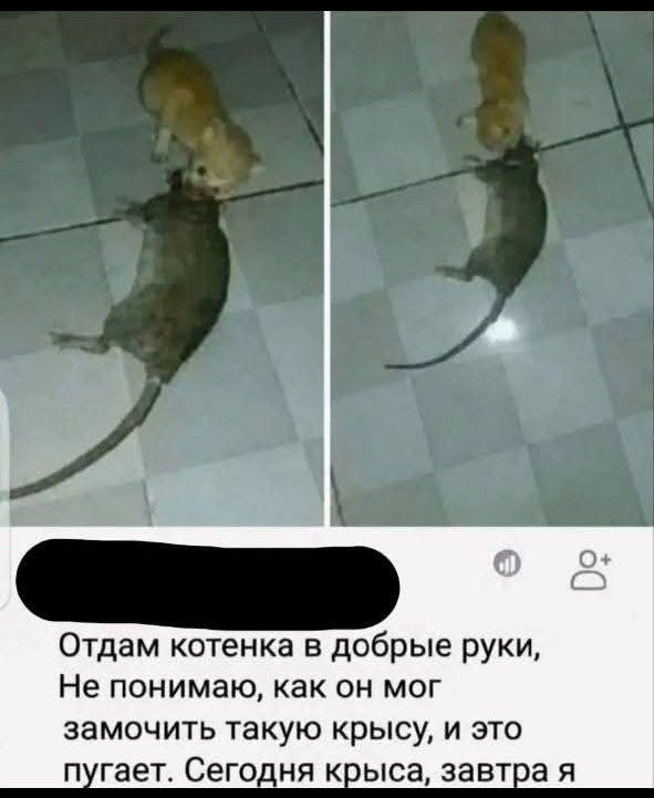 Отдам котенка в добрые руки, Не понимаю, как он мог замочить такую крысу, и это пугает. Сегодня крыса, завтра я