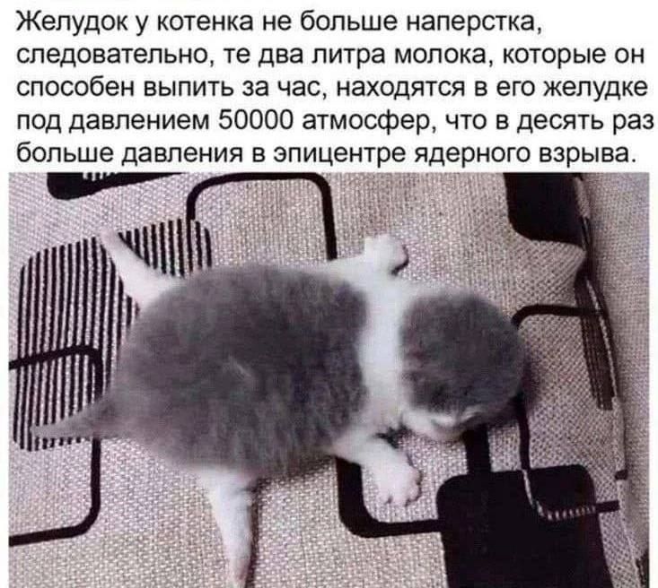 Желудок у котенка не больше наперстка, следовательно, те два литра молока, которые он способен выпить за час, находятся в его желудке под давлением 50000 атмосфер, что в десять раз больше давления в эпицентре ядерного взрыва.