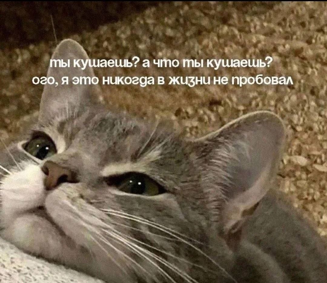 ты кушаешь? а что ты кушаешь? ого, я это никогда в жизни не пробовал