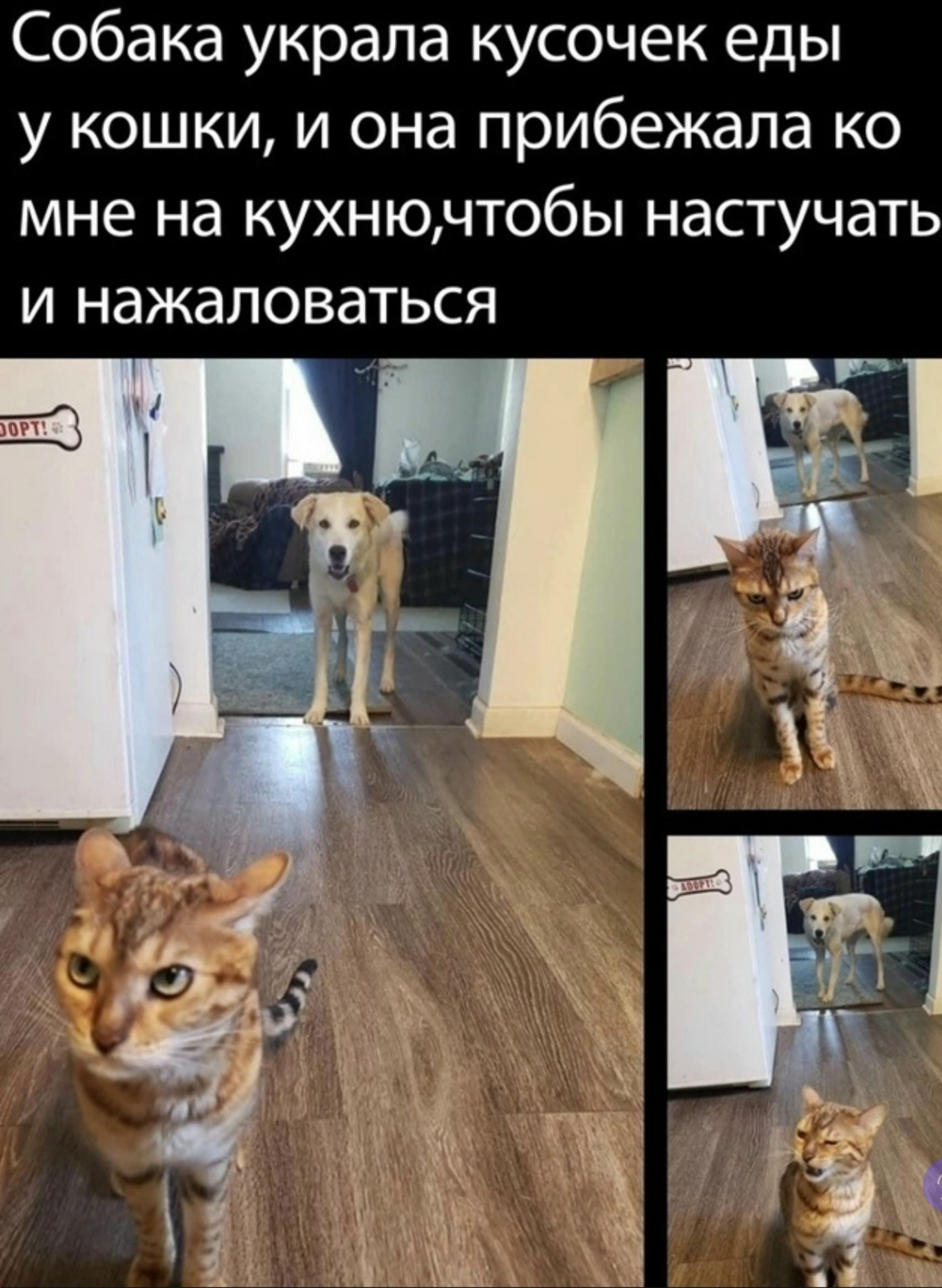 Собака украла кусочек еды у кошки, и она прибежала ко мне на кухню, чтобы настучать и нажаловаться