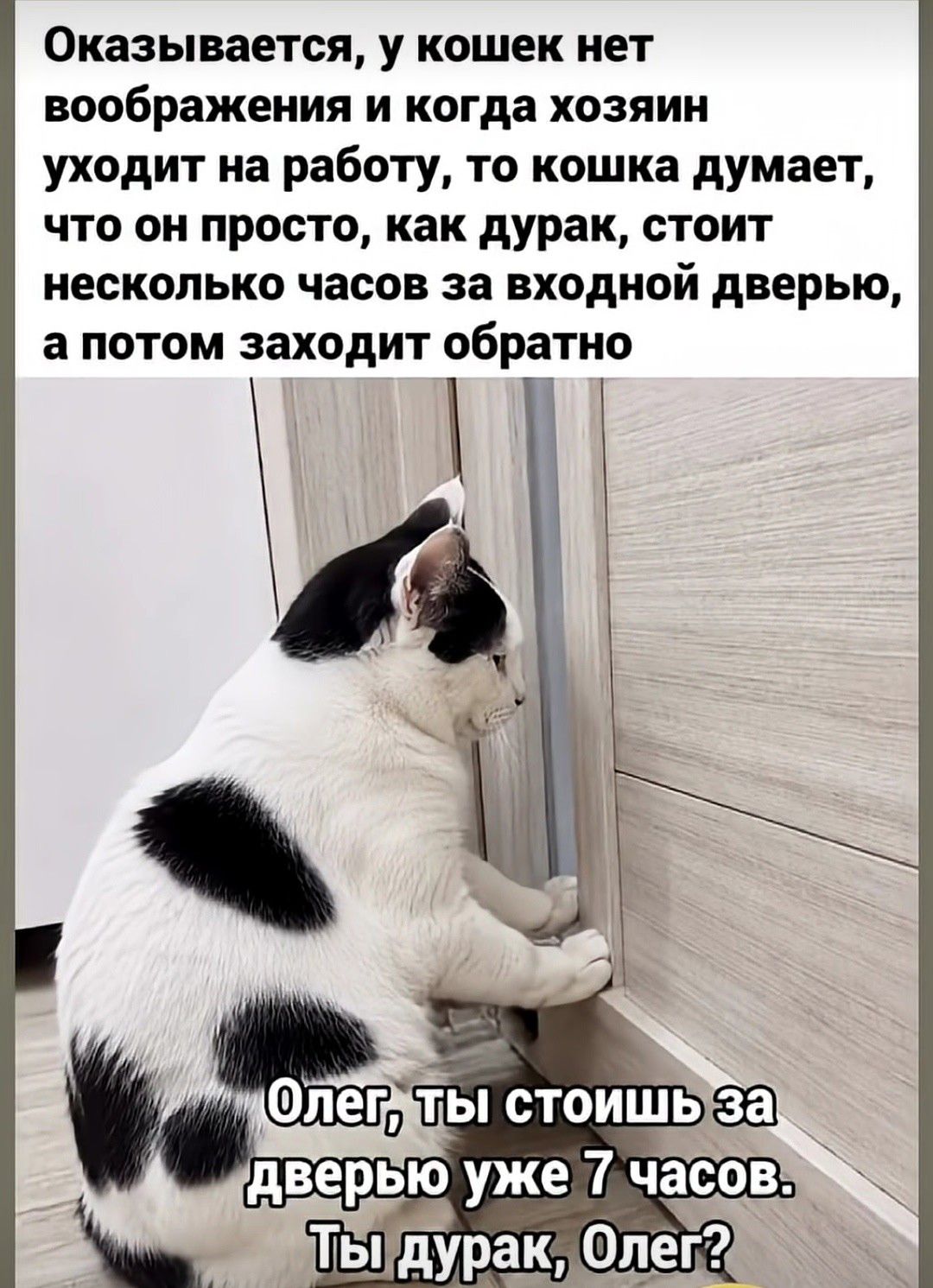 Оказывается, у кошек нет воображения и когда хозяин уходит на работу, то кошка думает, что он просто, как дурак, стоит несколько часов за входной дверью, а потом заходит обратно. Олег, ты стоишь за дверью уже 7 часов. Ты дурак, Олег?
