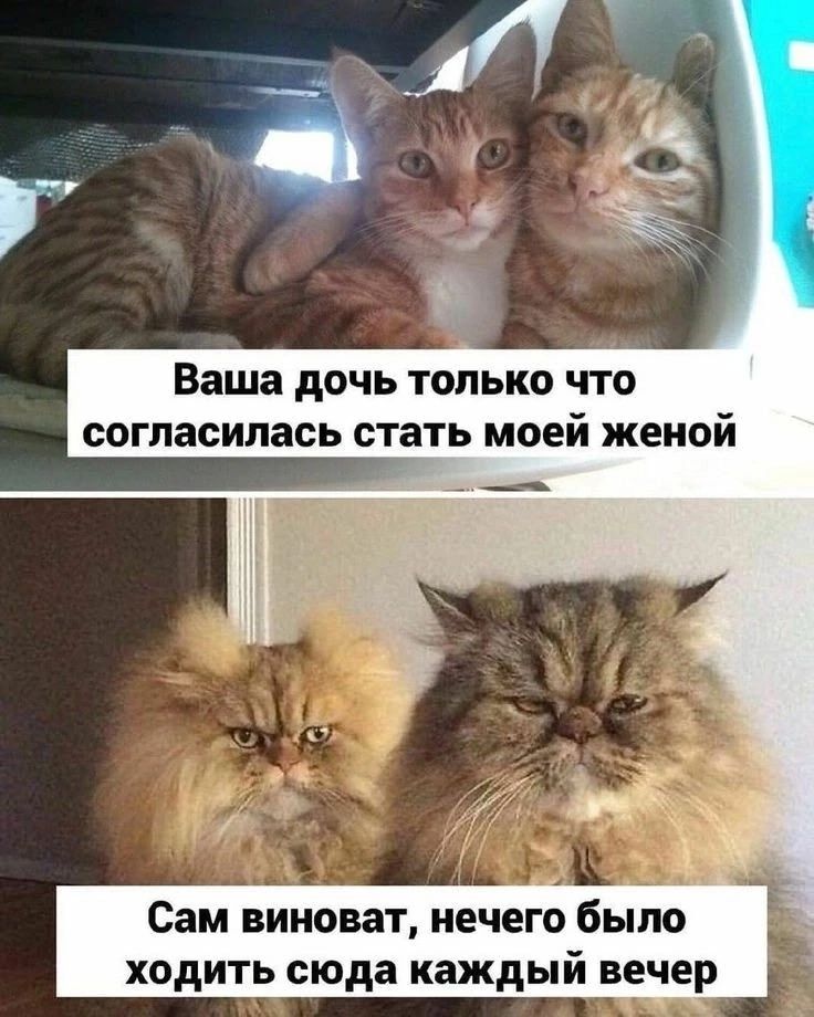 Ваша дочь только что согласилась стать моей женой. Сам виноват, нечего было ходить сюда каждый вечер.