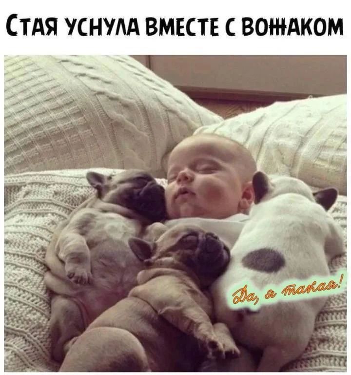 СТАЯ УСНУЛА ВМЕСТЕ С ВОЖАКОМ. Да, я такая!