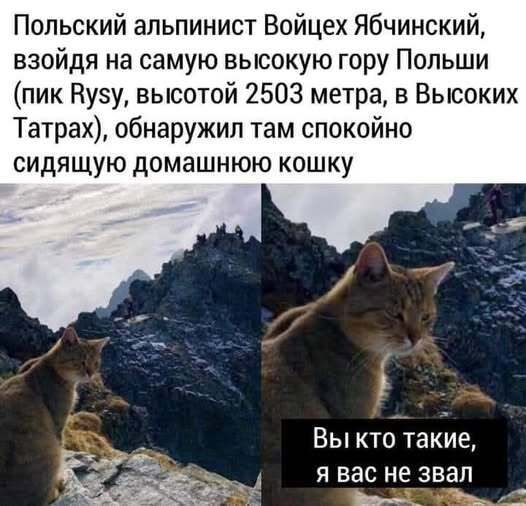 Польский альпинист Войцех Ябчинский, взойдя на самую высокую гору Польши (пик Rysy, высотой 2503 метра, в Высоких Татрах), обнаружил там спокойно сидящую домашнюю кошку. Вы кто такие, я вас не звал