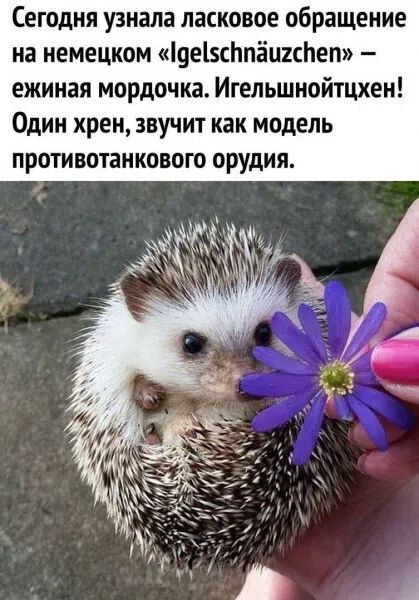 Сегодня узнала ласковое обращение на немецком «Igelschnäuzchen» – ежиная мордочка. Игельшнойтцхен! Один хрен, звучит как модель противотанкового орудия.