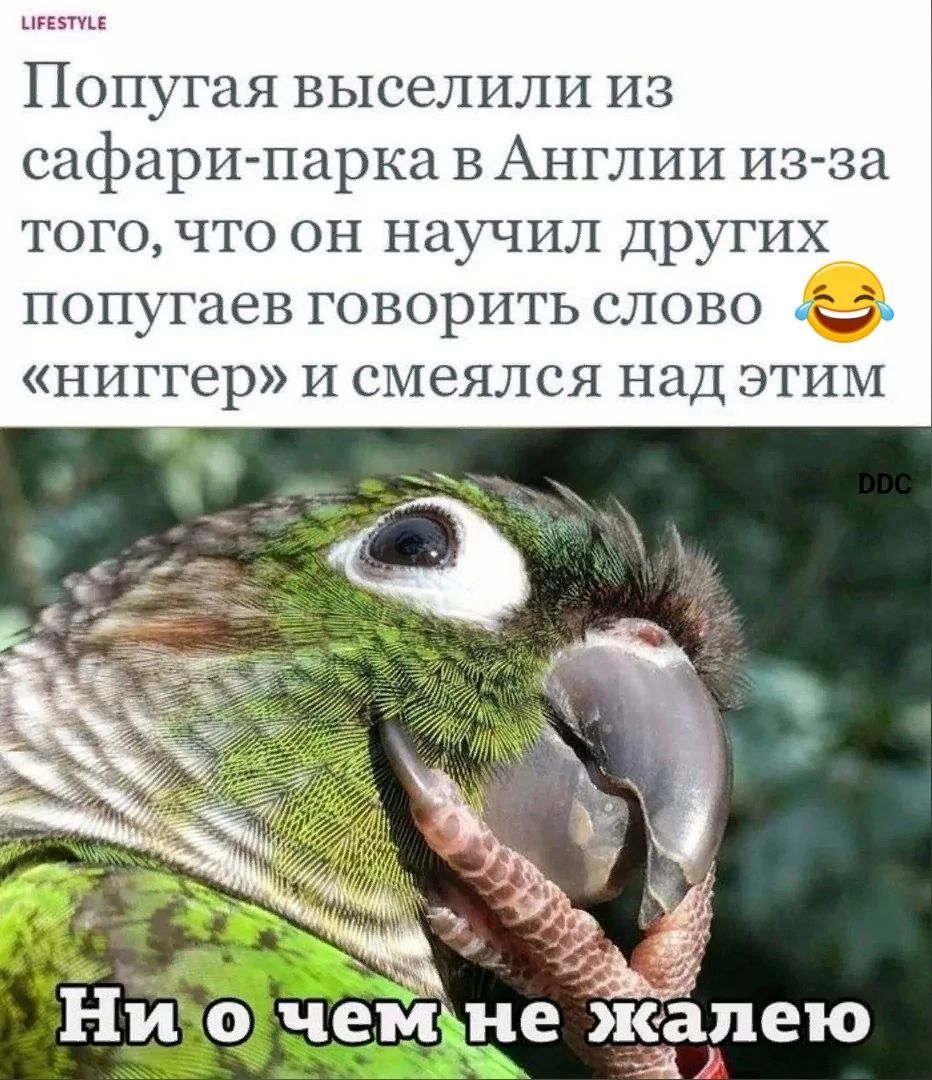 LIFESTYLE Попугая выселили из сафари-парка в Англии из-за того, что он научил других попугаев говорить слово 😂 «ниггер» и смеялся над этим DDC Ни о чем не жалею