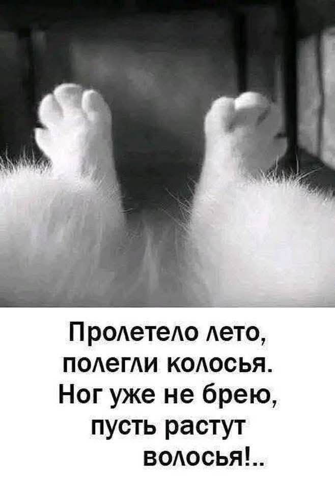 Пролетело лето, полегли колосья. Ног уже не брею, пусть растут волосья!...