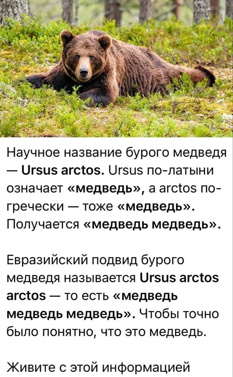 Научное название бурого медведя — Ursus arctos. Ursus по-латыни означает «медведь», а arctos по-гречески — тоже «медведь». Получается «медведь медведь». Евразийский подвид бурого медведя называется Ursus arctos arctos — то есть «медведь медведь медведь». Чтобы точно было понятно, что это медведь. Живите с этой информацией