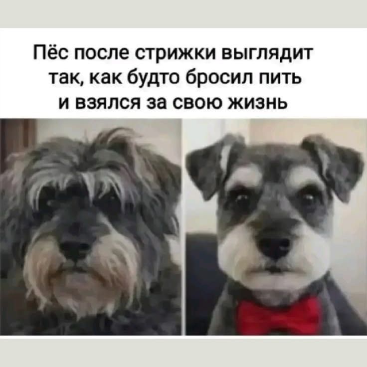 Пёс после стрижки выглядит так, как будто бросил пить и взялся за свою жизнь