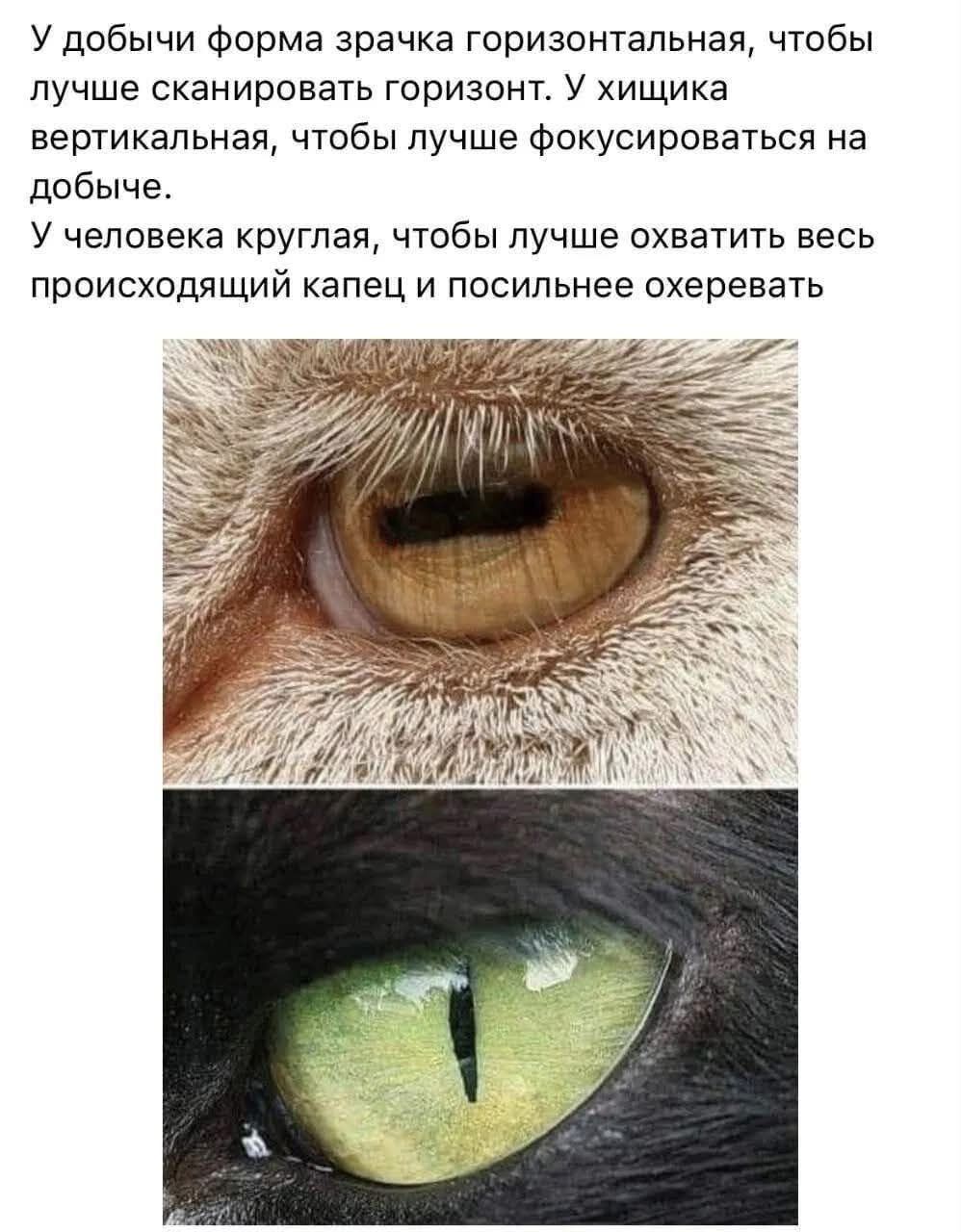 У добычи форма зрачка горизонтальная, чтобы лучше сканировать горизонт. У хищника вертикальная, чтобы лучше фокусироваться на добыче. У человека круглая, чтобы лучше охватить весь происходящий капец и посильнее охеревать