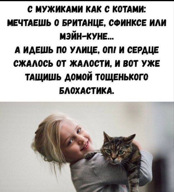 С МУЖИКАМИ КАК С КОТАМИ: МЕЧТАЕШЬ О БРИТАНЦЕ, СФИНКСЕ ИЛИ МЭЙН-КУНЕ... А ИДЕШЬ ПО УЛИЦЕ, ОП! И СЕРДЦЕ СЖАЛОСЬ ОТ ЖАЛОСТИ, И ВОТ УЖЕ ТАЩИШЬ ДОМОЙ ТОЩЕНЬКОГО БЛОХАСТИКА.