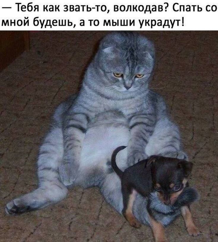 — Тебя как звать-то, волкодав? Спать со мной будешь, а то мыши украдут!