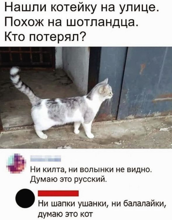 Нашли котейку на улице. Похож на шотландца. Кто потерял? Ни килта, ни волынки не видно. Думаю это русский. Ни шапки ушанки, ни балалайки, думаю это кот