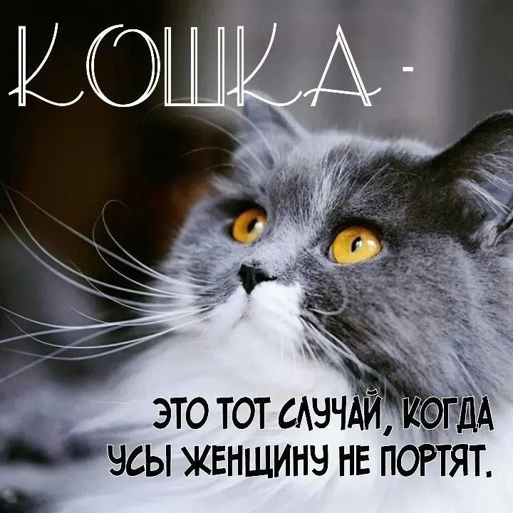 КОШКА - ЭТО ТОТ СЛУЧАЙ, КОГДА УСЫ ЖЕНЩИНУ НЕ ПОРТЯТ.