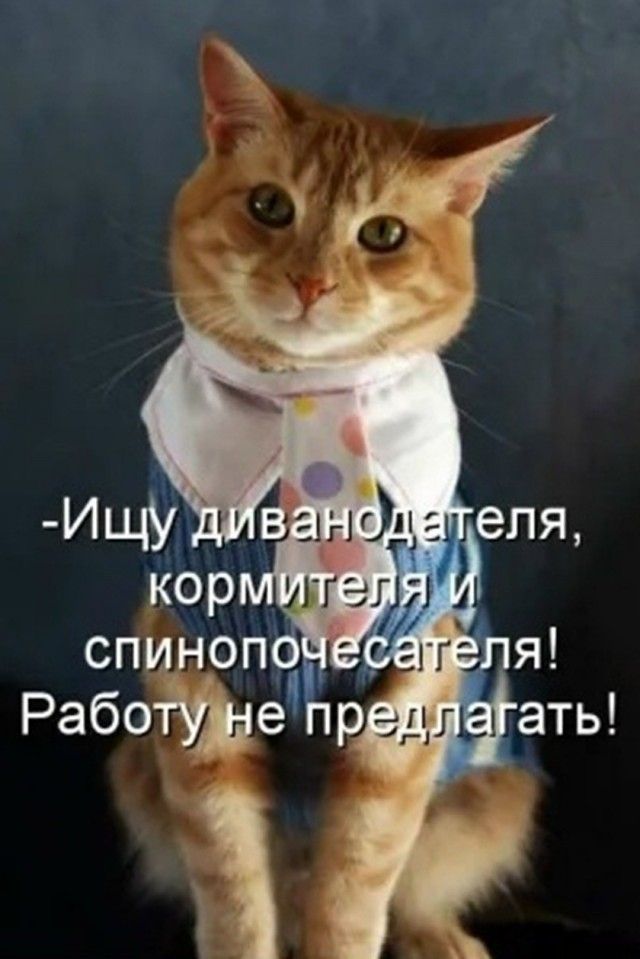 Ищу диванодателя, кормителя и спинопочесателя! Работу не предлагать!