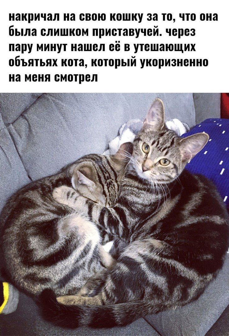 накричал на свою кошку за то, что она была слишком приставучей. через пару минут нашел её в утешающих объятьях кота, который укоризненно на меня смотрел