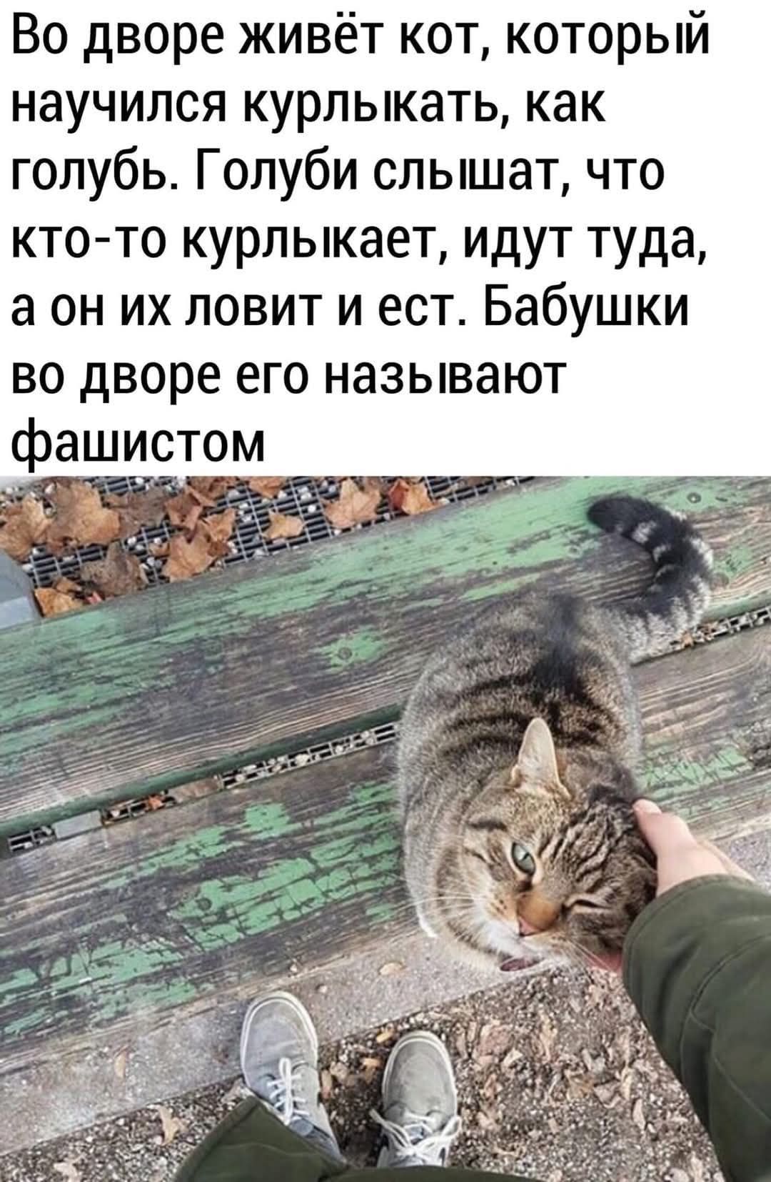 Во дворе живёт кот, который научился курлыкать, как голубь. Голуби слышат, что кто-то курлыкает, идут туда, а он их ловит и ест. Бабушки во дворе его называют фашистом