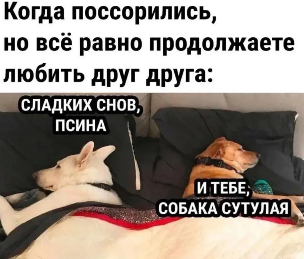 Когда поссорились, но всё равно продолжаете любить друг друга: сладких снов, псина И ТЕБЕ, СОБАКА СУТУЛАЯ