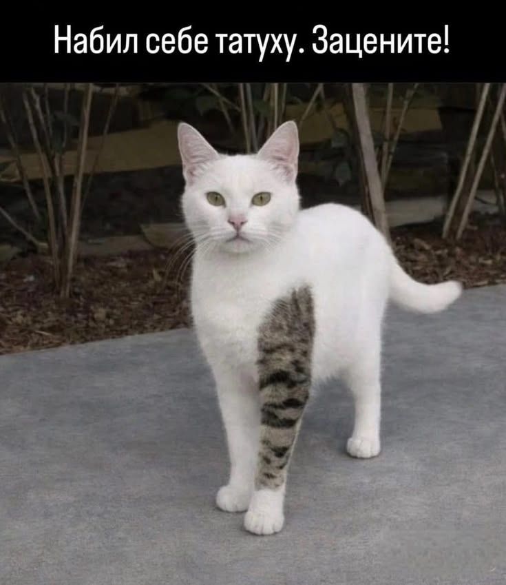 Набил себе татуху. Зацените!