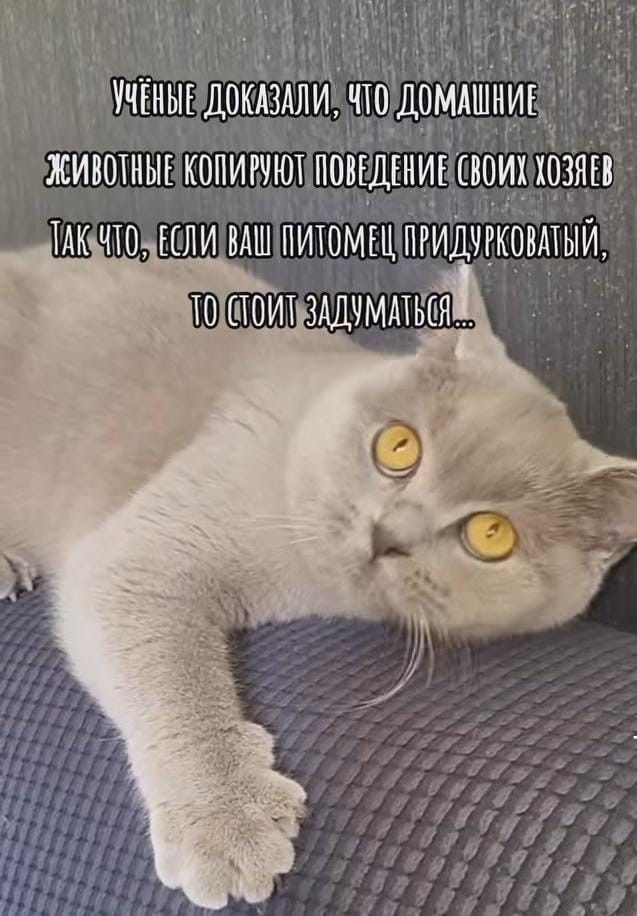 Учёные доказали, что домашние животные копируют поведение своих хозяев. Так что, если ваш питомец придурковатый, то стоит задуматься...