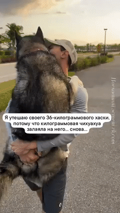 Я утешаю своего 36-килограммового хаски, потому что килограммовая чихуахуа залаяла на него... снова...