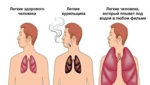 Легкие здорового человека Легкие курильщика Легкие человека, который плывет под водой в любом фильме