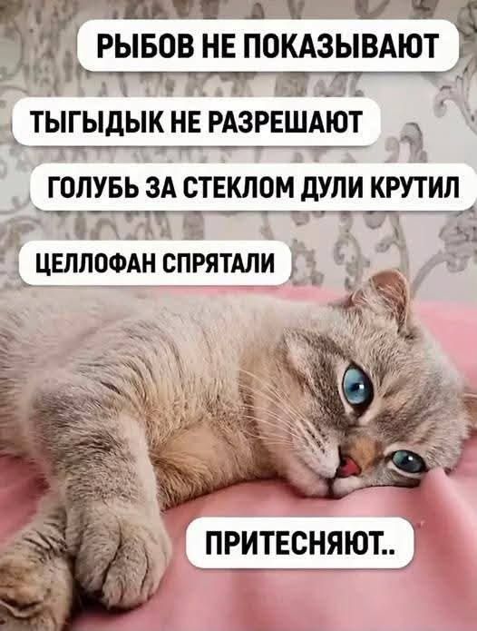 Рыбов не показывают. Тыгыдык не разрешают. Голубь за стеклом дули крутил. Целлофан спрятали. Притесняют..