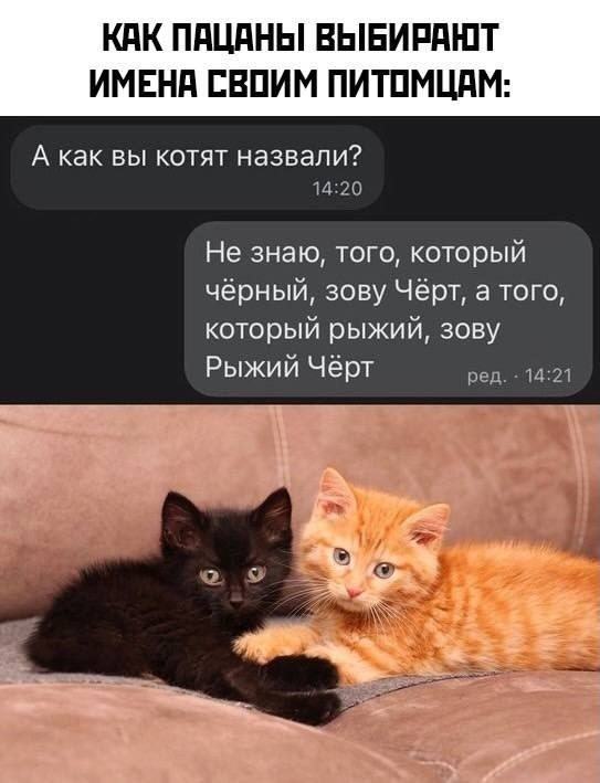 КАК ПАЦАНЫ ВЫБИРАЮТ ИМЕНА СВОИМ ПИТОМЦАМ: А как вы котят назвали? Не знаю, того, который чёрный, зову Чёрт, а того, который рыжий, зову Рыжий Чёрт