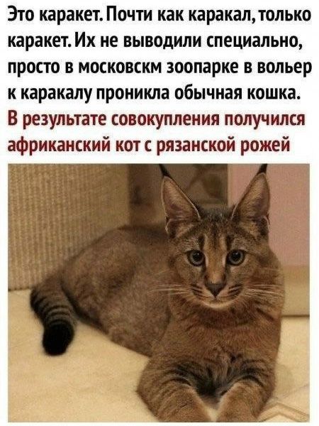 Это каракеТ. Почти как каракал, только каракеТ. Их не выводили специально, просто в московском зоопарке в вольер к каракалу проникла обычная кошка. В результате совокупления получился африканский кот с рязанской рожей
