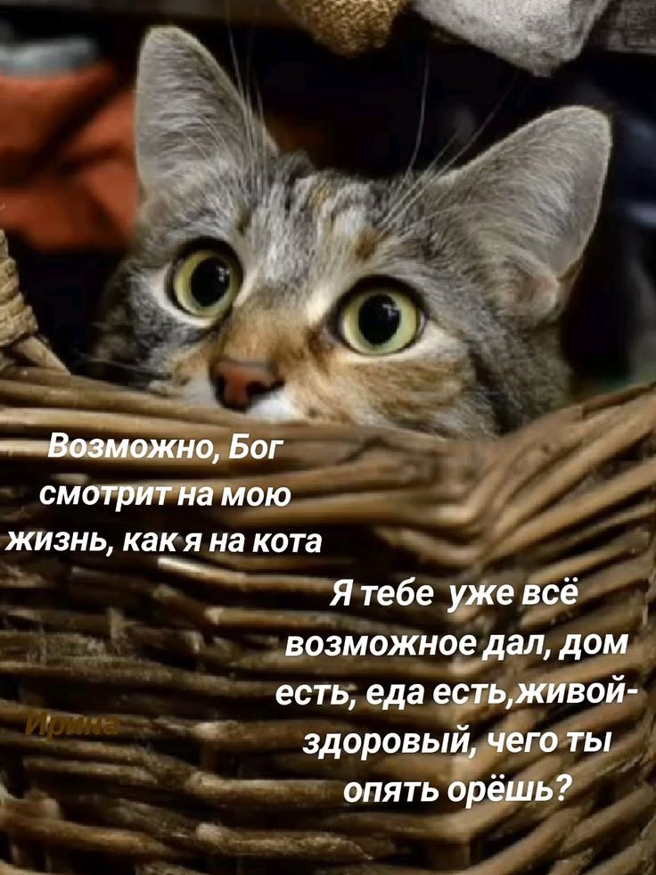 Возможно, Бог смотрит на мою жизнь, как я на кота. Я тебе уже всё возможное дал, дом есть, еда есть, живой-здоровый, чего ты опять орёшь?