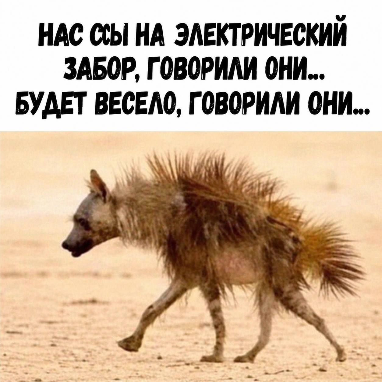 НАС ССЫ НА ЭЛЕКТРИЧЕСКИЙ ЗАБОР, ГОВОРИЛИ ОНИ... БУДЕТ ВЕСЕЛО, ГОВОРИЛИ ОНИ...