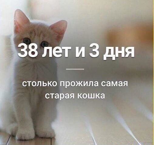 38 лет и 3 дня — столько прожила самая старая кошка