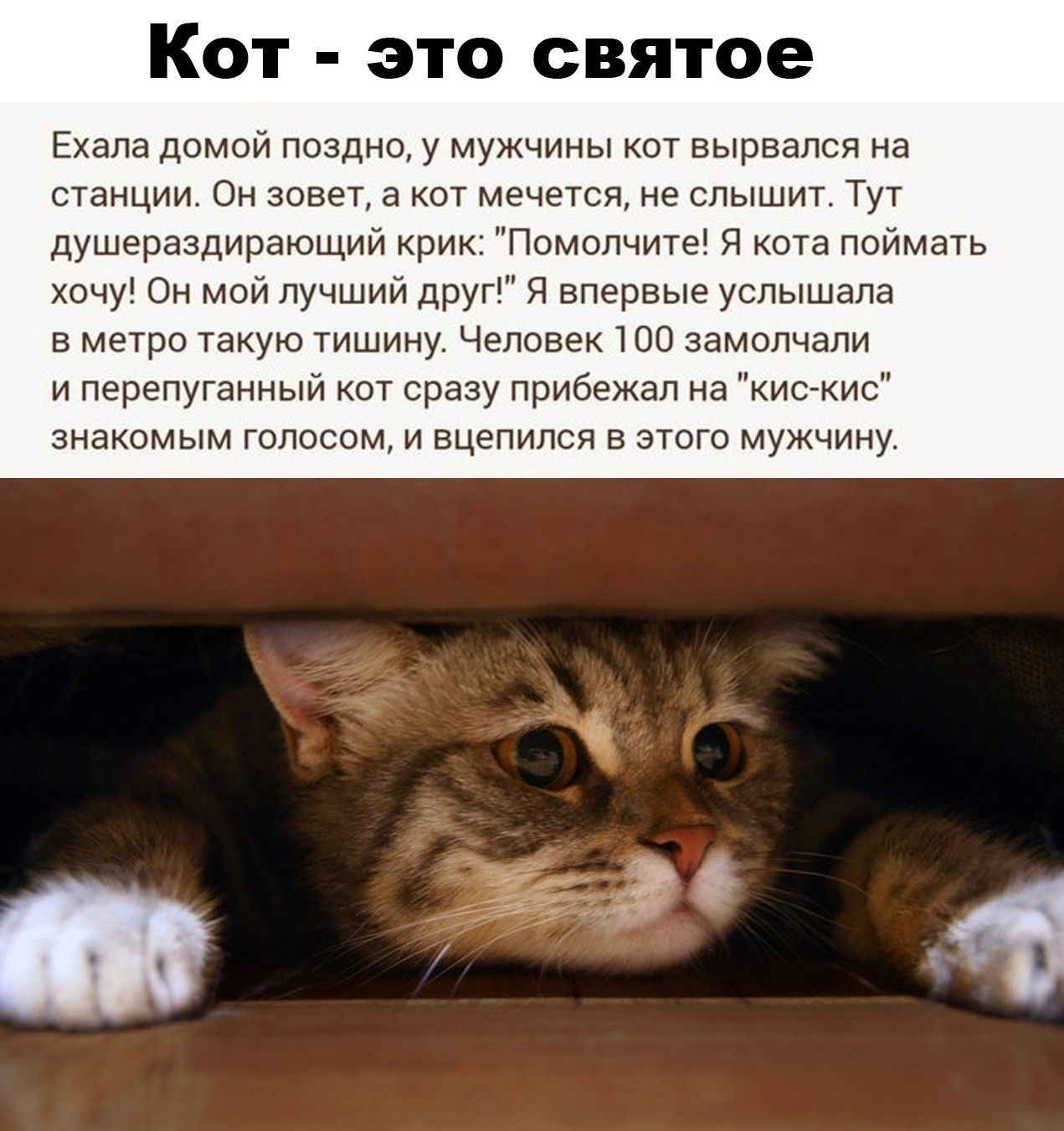 Кот - это святое. Ехала домой поздно, у мужчины кот вырвался на станции. Он зовет, а кот мечется, не слышит. Тут душераздирающий крик: 