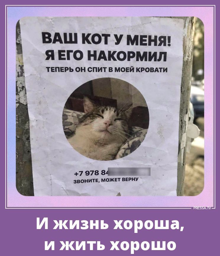 ВАШ КОТ У МЕНЯ! Я ЕГО НАКОРМИЛ ТЕПЕРЬ ОН СПИТ В МОЕЙ КРОВАТИ +7 978 84 ЗВОНИТЕ, МОЖЕТ ВЕРНУ И жизнь хороша, и жить хорошо