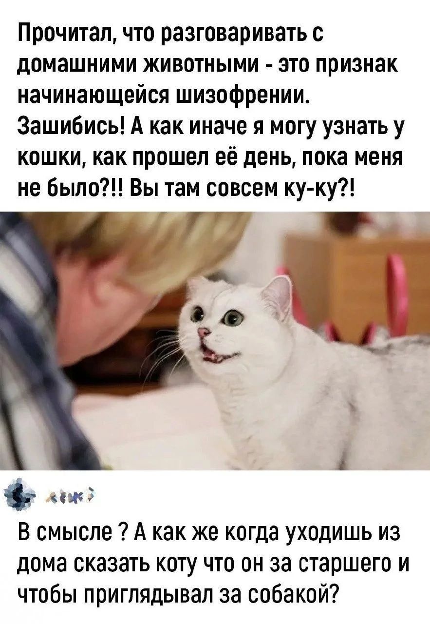 Прочитал, что разговаривать с домашними животными - это признак начинающейся шизофрении. Зашибись! А как иначе я могу узнать у кошки, как прошел её день, пока меня не было?! Вы там совсем ку-ку?! В смысле? А как же когда уходишь из дома сказать коту что он за старшего и чтобы приглядывал за собакой?