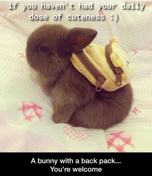 LT ByOUShaVenytahad ByouT aaaidy s F gy 1 bunny with a back pacl Youre welcome