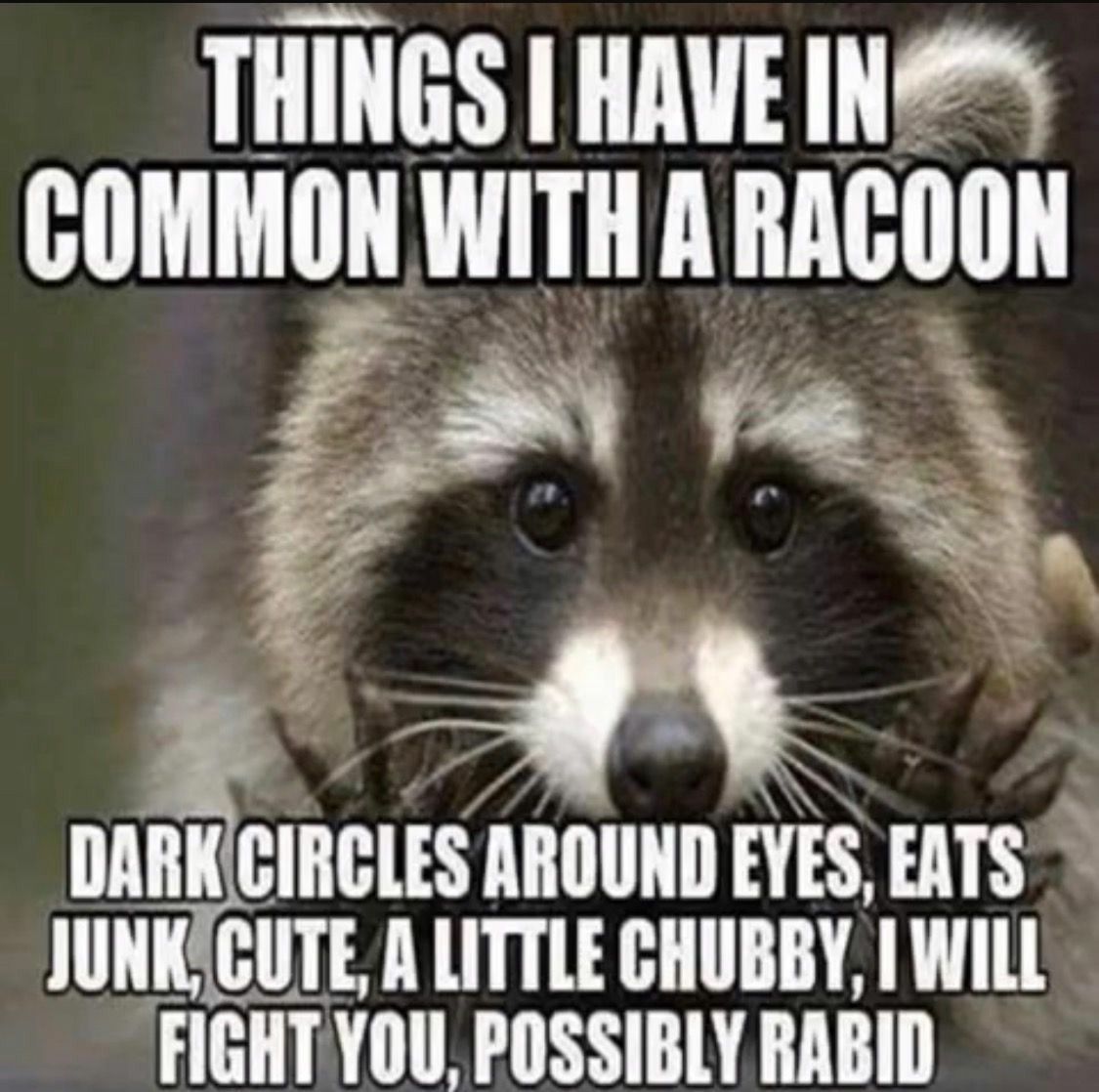 T T COMMON WITH A RACOON Q 1 a_ e N nm_mcusmuun EVES EATS JUNKICUTE A LITTLE CHUBBY 1 WILL FIGHTYOU POSSIBLY RABID