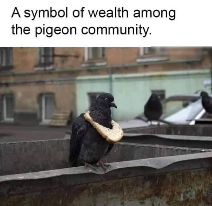 A symbol of wealth among the pigeon community T AR g S j