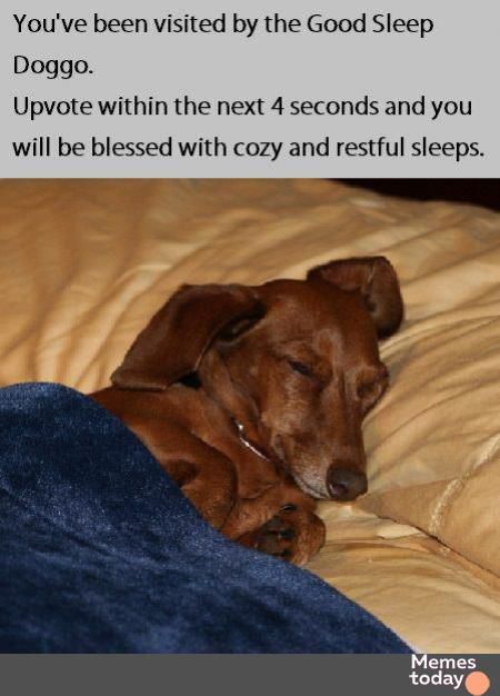 Youve been visited by the Good Sleep Doggo Upvote within the next 4 seconds and you will be blessed with cozy and restful sleeps