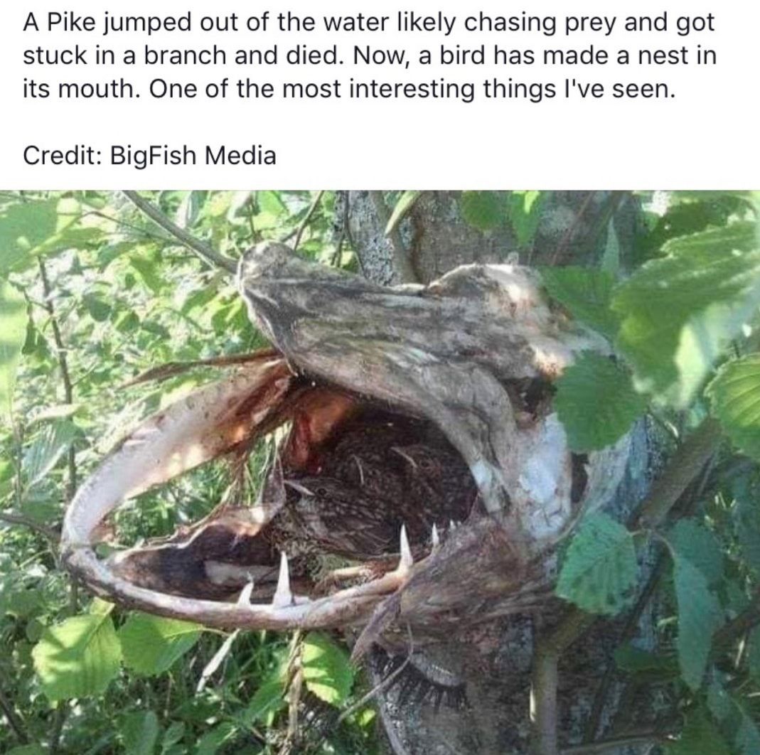 A Pike jumped out of the water likely chasing prey and got stuck in a branch and died Now a bird has made a nest in its mouth One of the most interesting things Ive seen Credit BigFish Media N 7