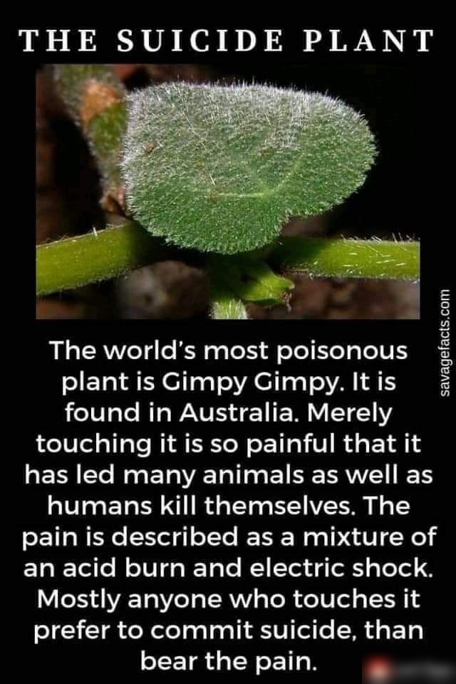 e N Vo iy The worlds most poisonous plant is Gimpy Gimpy It is 181 le RIGWS S 1 E W T 11 touching it is so painful that it ERRTe Mo s ETa ATl s EVEE RV IETS a1V To o ETo o g TTo o I11 VT o o T SE11a WENe 1el oTTe IETR Wa g 1PH U1 Fe ETal Tel ol o101o I Tole 1 STol W ol pleTel 8 V LI ATo Y o s AYV sToR feTW ol o T TH 14 prefer to commiit suicide than bear the pain savagefactscom