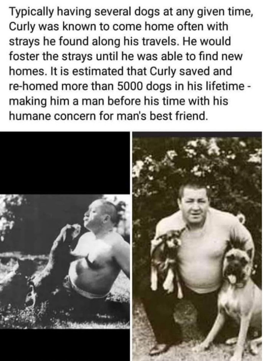 Typically having several dogs at any given time Curly was known to come home often with strays he found along his travels He would foster the strays until he was able to find new homes It is estimated that Curly saved and re homed more than 5000 dogs in his lifetime making him a man before his time with his humane concern for mans best friend