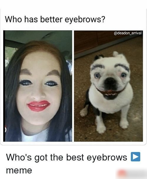 Who has better eyebrows deadon_arival Whos got the best eyebrows 3 meme