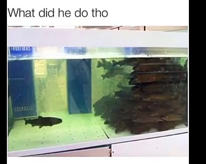 What did he do tho 1