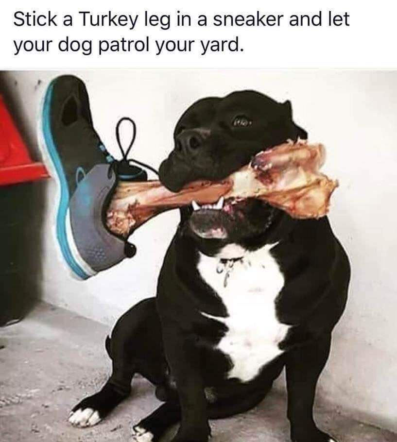 Stick a Turkey leg in a sneaker and let your dog patrol your yard