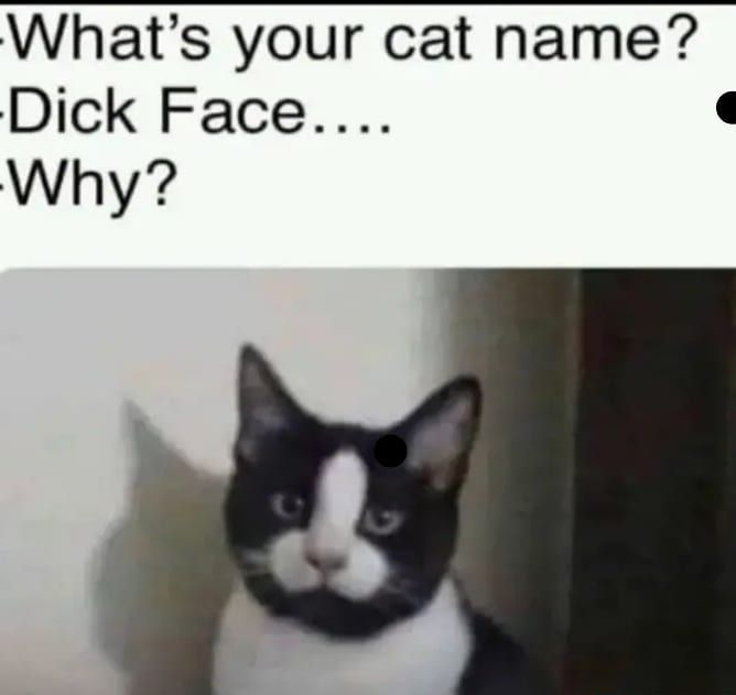 Whats your cat name Dick Face Why