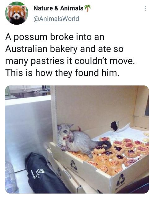 Nature Animals 71t AnimalsWorld A possum broke into an Australian bakery and ate so many pastries it couldnt move This is how they found him